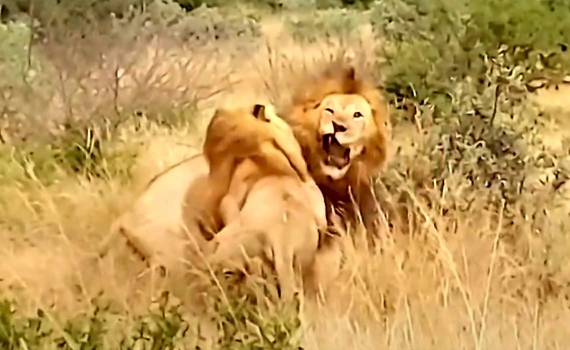 Четыре льва устроили драку на глазах у туристов в ЮАР