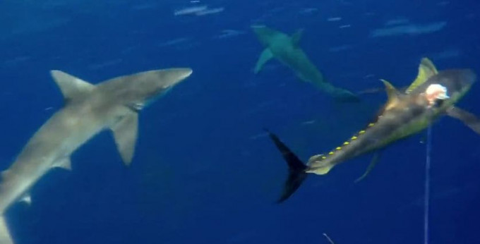 Дайвер снял подводный бой с акулами у австралийского побережья (Видео)