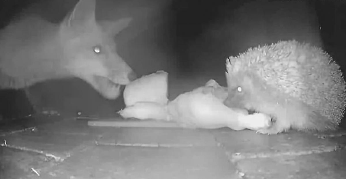 Хитрый лис похитил у ежа ужин и попал на камеру в Уэльсе