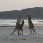 Храбрый детёныш валлаби вмешался в бой своих соплеменников на австралийском пляже (Видео)