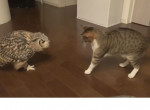 Кошка и сова устроили забавную разборку из-за фантика ▶