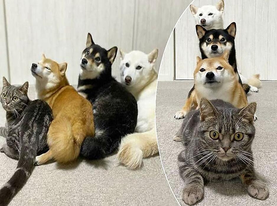 Кошка стала частью собачьей стаи, проживающей в жилище хозяина в Японии
