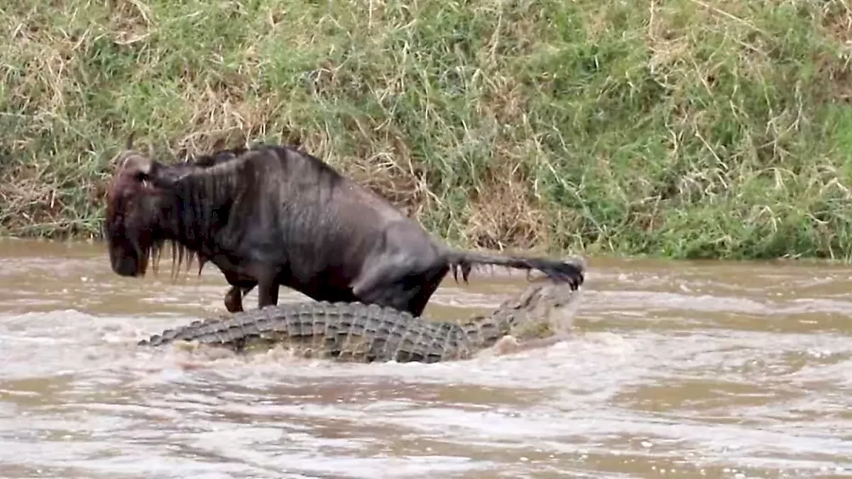 Крокодил поймал за хвост антилопу: видео