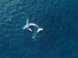 Любопытный детёныш горбатого кита поплавал с дайверами в присутствии своей матери (Видео)