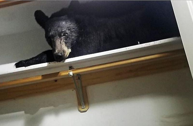 Наглый медведь устроил себе лежанку на полке в шкафу частного дома в США ▶