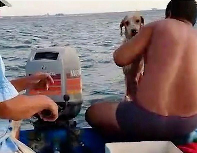 Рыбаки спасли собаку, уплывшую далеко от берега ▶