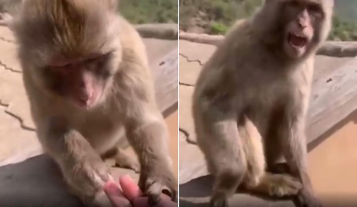 Шутка туристки вывела из себя слишком эмоциональную обезьяну