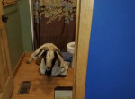 Вероломный козёл разбил стеклянные двери в чужом жилище и уснул в туалете ▶ 0