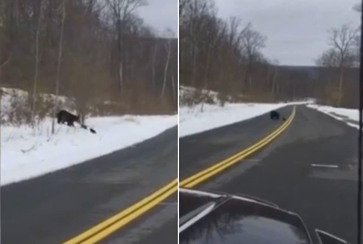 Трусливый медвежонок поднял рёв и отказался самостоятельно переходить через дорогу