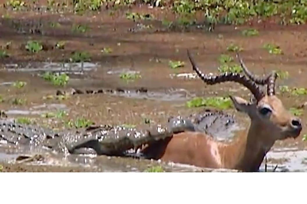 Антилопа вырвалась из пасти крокодила, благодаря его соплеменнику