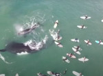 Беспечные туристы окружили кита с детёнышем у австралийского побережья