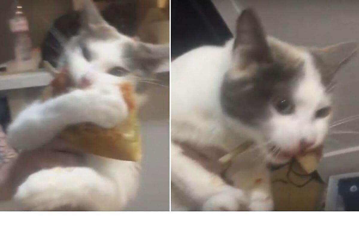 Кошка, стащив пиццу, отказалась делиться лакомством с хозяйкой