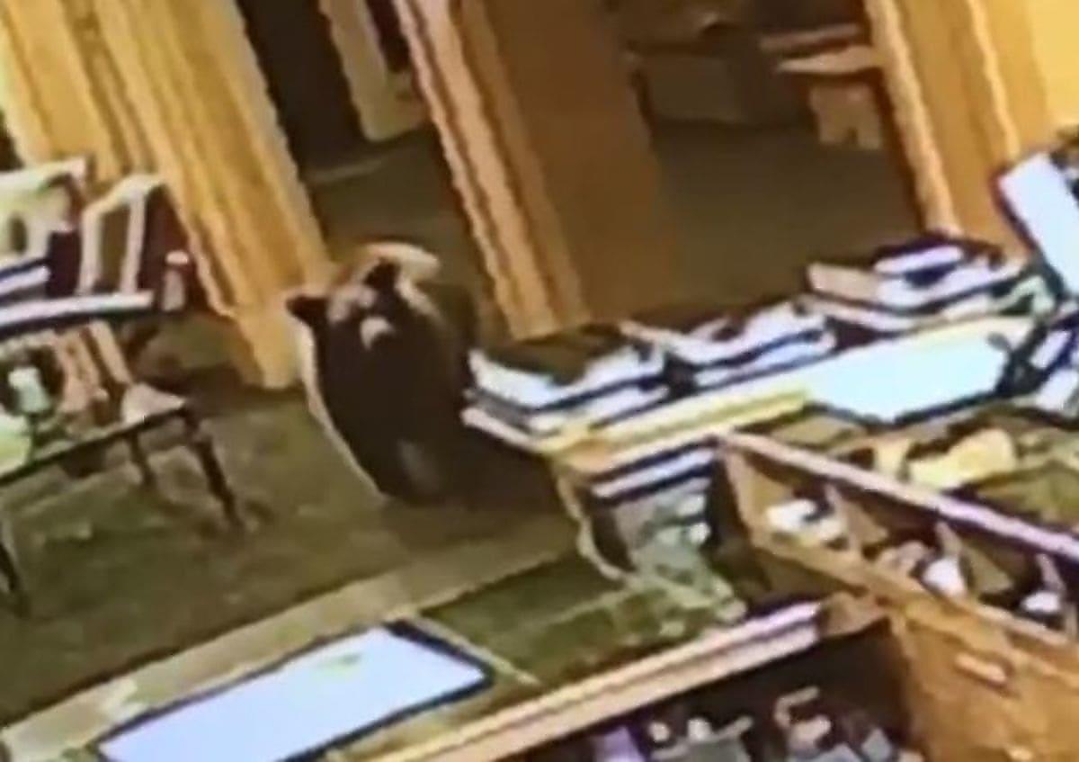 Наглый медведь испугал работницу отеля, совершив ночной визит в пустую гостиницу