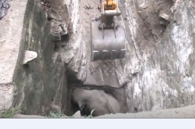 Очередного слона, провалившегося в тесный колодец, спасли в Шри-Ланке (Видео)