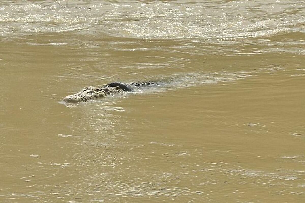 Огромный крокодил с шиной на шее три года не подпускает к себе спасателей в Индонезии