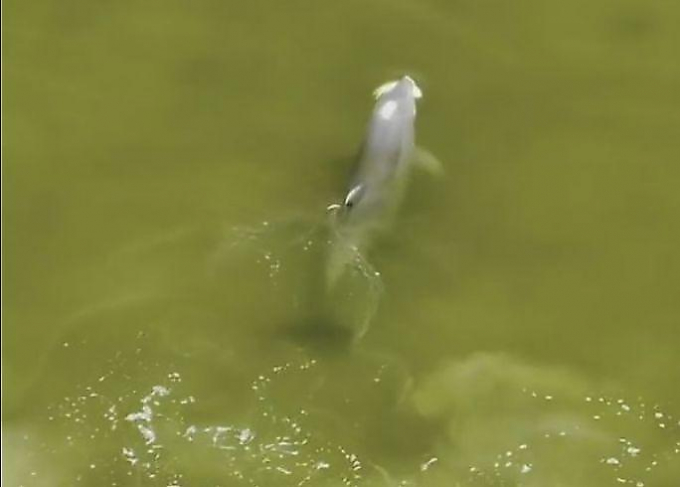 Погоня голодного дельфина за рыбой была запечатлена с беспилотника во Флориде ▶