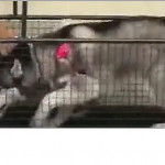 Пёс попытался догнать своего соплеменника на беговой дорожке (Видео)