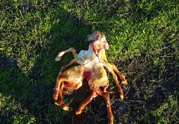 Рождение ягнёнка - мутанта, с двумя туловищами и одной головой, шокировало австралийского овцевода