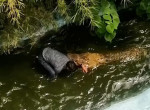 Турист, перепутавший крокодила с муляжом, чудом спасся от разъярённой рептилии
