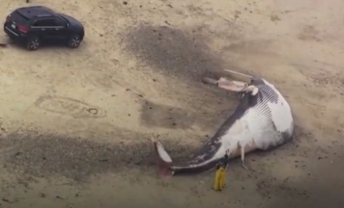 Тушу огромного финвала вымыло на американское побережье (Видео)