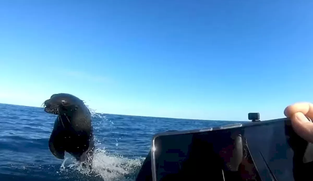 Тюлень, спасаясь от акулы, дважды чуть не сбил с лодки каякера - видео