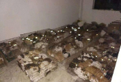 Владелец пропавшего кота спас сотни животных, обнаружив подземный бункер с похищенными кошками 3