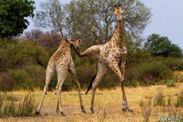 53-летний немецкий фотограф Томас Реттерат (Thomas Retterath) стал свидетелем настоящей битвы между двумя жирафами, в природном заповеднике, в Ботсване.