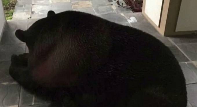 Медведь, укрываясь от дождя заблокировал двери в частное жилище во Флориде. (Видео)