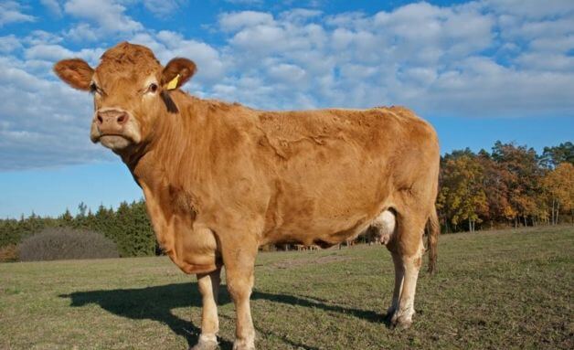 Корова, сбежавшая со скотобойни, ведёт самостоятельный образ жизни на острове в Польше (Видео)