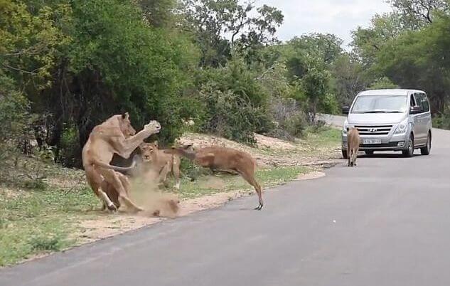 Антилопа совершила неудачную попытку перепрыгнуть через львов на глазах у шокированных туристов (Видео)
