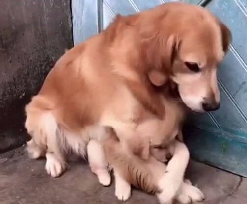 Собака продемонстрировала, как будет защищать своего щенка от опасности. (Видео)