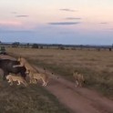 Дезориентированный буйвол, убегая от львов, врезался в автомобиль с туристами в кенийском заповеднике (Видео)