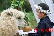 В китайском зоопарке поженили двух альпак (Видео) 5
