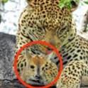 Леопард «постеснялся» расправиться с детёнышем антилопы перед туристами и чуть не упустил свою добычу (Видео)