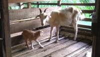 Коза произвела на свет одноглазого детёныша в Малайзии. (Видео) 0