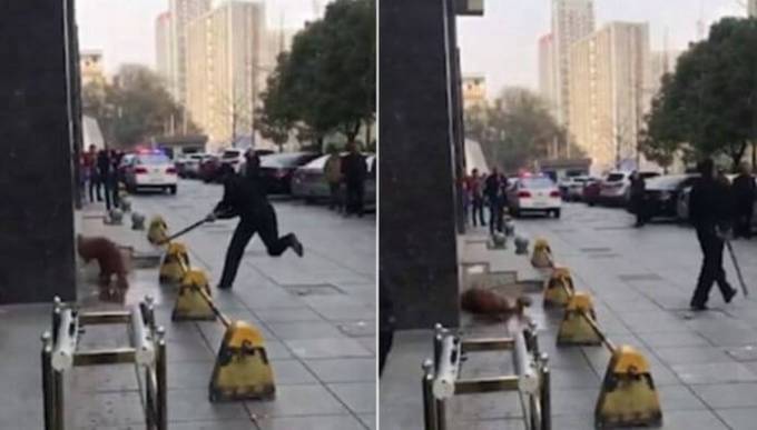 Двоих китайцев арестовали за оскорбления полицейского, убившего собаку в общественном месте. (Видео)