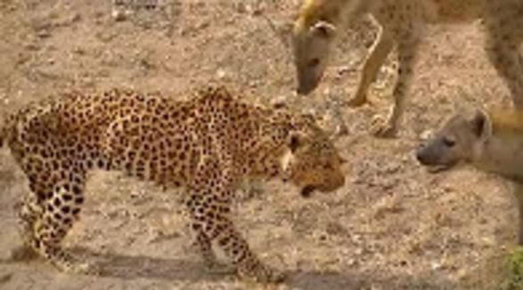 Гиены напали на леопарда в африканском заповеднике (Видео)