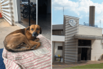 Собака четыре месяца дежурит возле больницы в Бразилии, дожидаясь своего хозяина