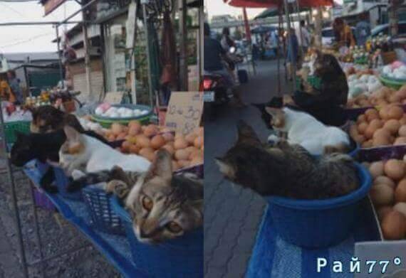 Четыре кошки на «боевом посту» или необычная «Pr - компания» уличного торговца в Тайланде (Видео)