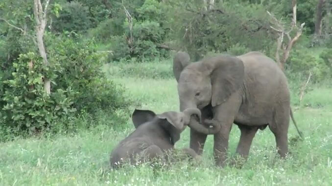 Слонёнок не поделил территорию заповедника со своим старшим братом в ЮАР (Видео)