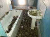 10976 лучистых черепах были обнаружены в особняке на Мадагаскаре 0
