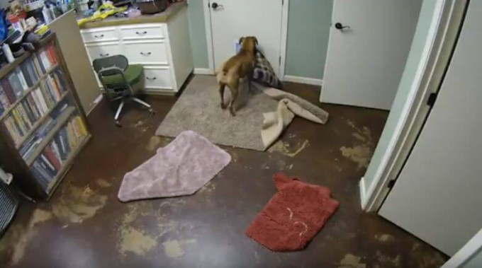 Находчивый пёс самостоятельно вынес свои «постельные» принадлежности на улицу (Видео)