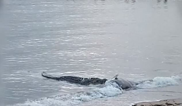 Крокодил устроил пир на берегу пляжа в Австралии. (Видео)