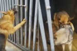 Настоящая собачья свадьба: пёс ради своей любви перекусил замок на воротах в Китае (Видео)