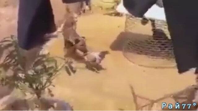 Собака спаслась бегством при попытке разнять двух дерущихся петухов. (Видео)