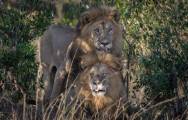 Кенийский политик требует изолировать двух львов, сменивших ориентацию в заповеднике Масаи-Мара. 0