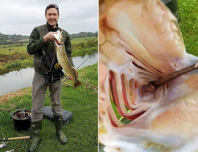Двойной улов: британский рыбак поймал щуку с «сюрпризом» внутри (Видео)