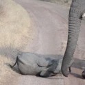 Маленький слонёнок закатил истерику перед своими родителями в африканском сафари - парке. (Видео)