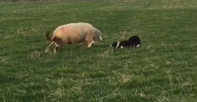 Овца чуть не забодала своего четырёхлапого пастуха на ирландской ферме. (Видео)