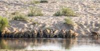 Двадцать львов, выстроившись в цепочку, утолили жажду в южноафриканском парке Крюгера. (Видео) 3